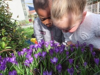 Children admiring the crocuses